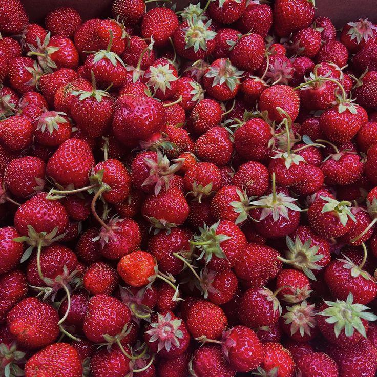 Berry Medley Splendor from Countryside Harvest